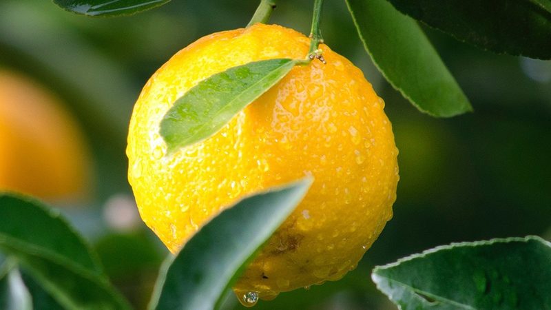 生物药CDMO：揭秘其商业模式与行业价值